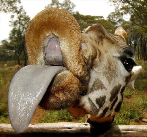 giraffe_licking